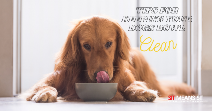 Tips for Keeping Your Dogs Bowls Clean