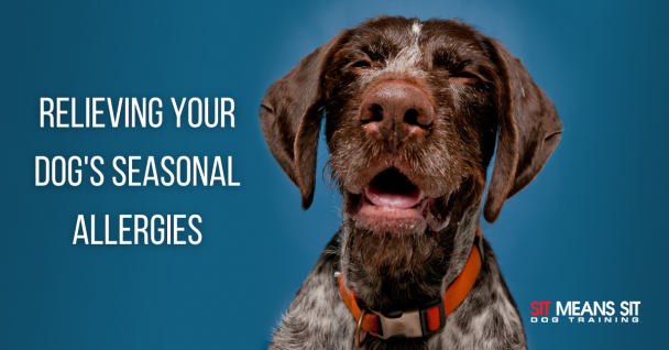 A close-up of a dog with text about relieving seasonal allergies in pets.