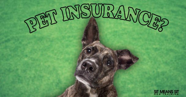 A curious dog with a green background, featuring the text "PET INSURANCE?" above it.