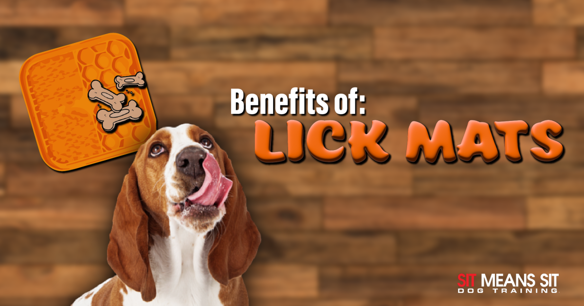 The Benefits of Dog Lick Mats, According to a Dog Trainer and Behaviorist