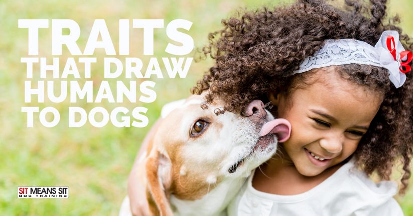 The Traits that Draw Humans to Dogs