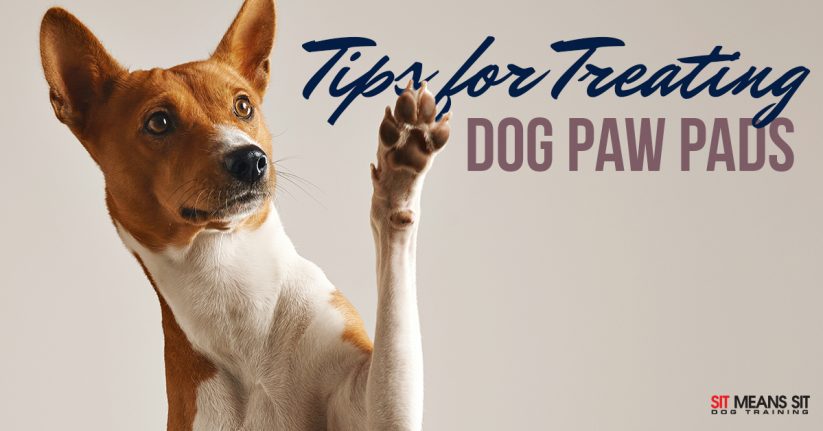 Tips for Treating Dog Paw Pads