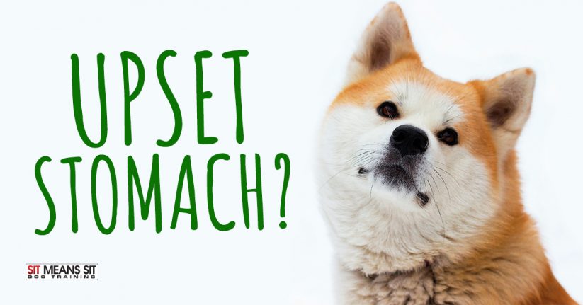 A close-up of a dog with a concerned expression, alongside the text "UPSET STOMACH?"