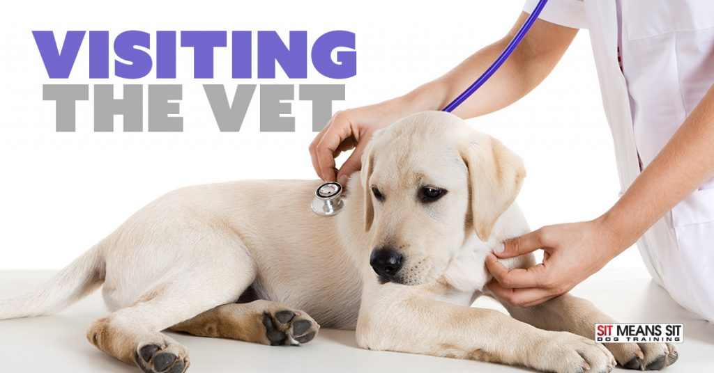 How Often Should I Take My Dog to the Vet? Sit Means Sit