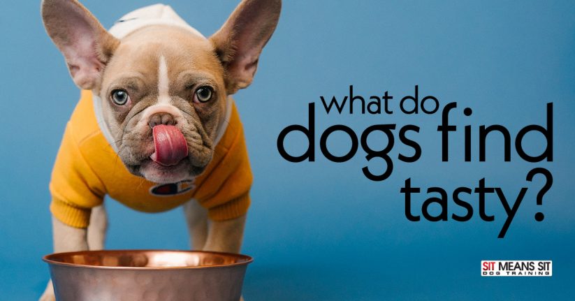 What Do Dogs Find Tasty