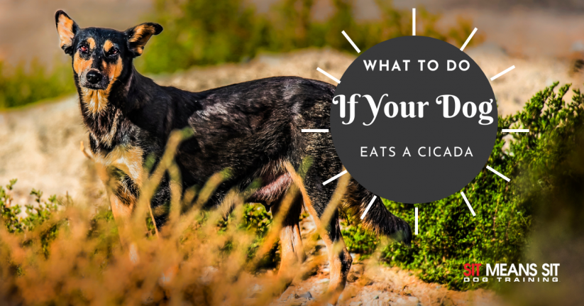 What to do if Your Dog Eats a Cicada