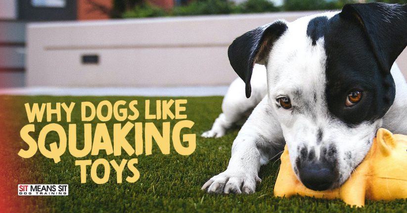 A dog chewing on a squeaky toy, accompanied by the text "Why Dogs Like Squeaking Toys."