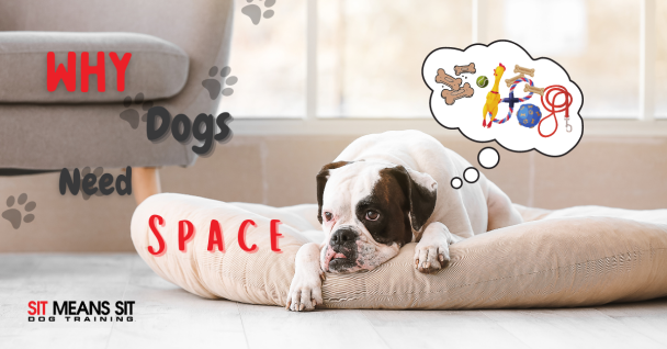 Why Dogs Need Their Own Space