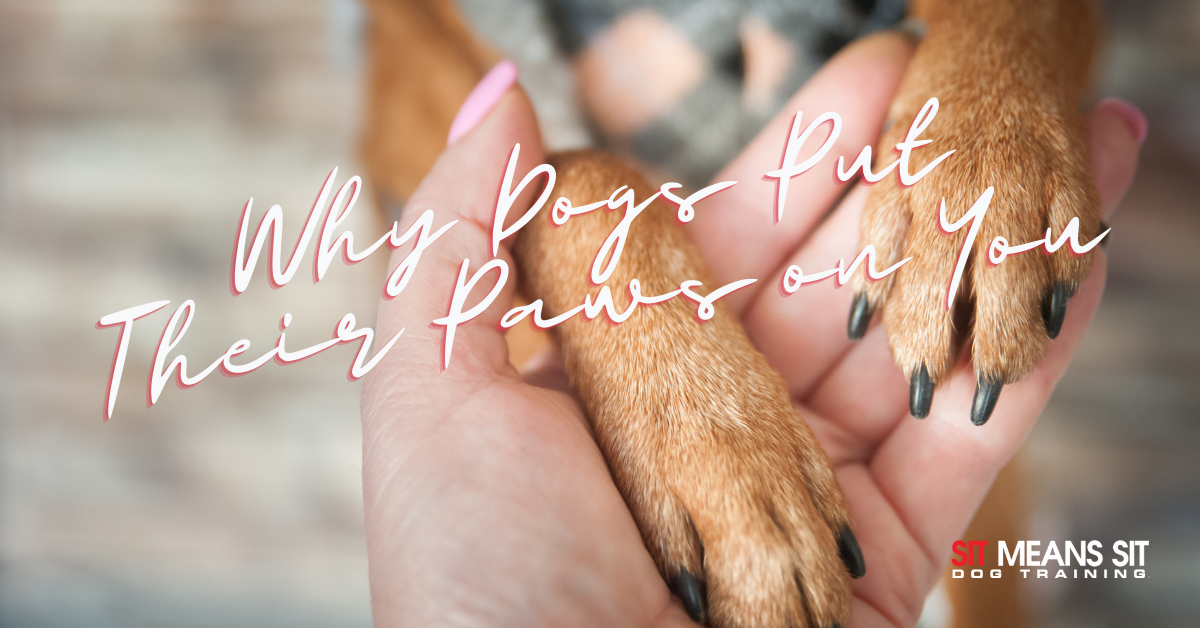 why dog puts paw on you