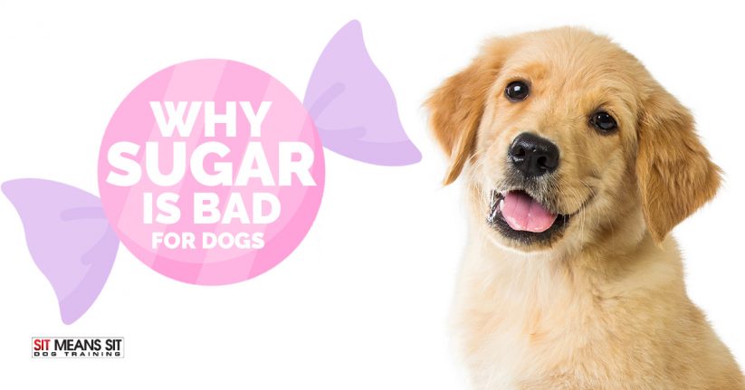 A smiling golden retriever beside the text "Why Sugar is Bad for Dogs" with candy graphics.