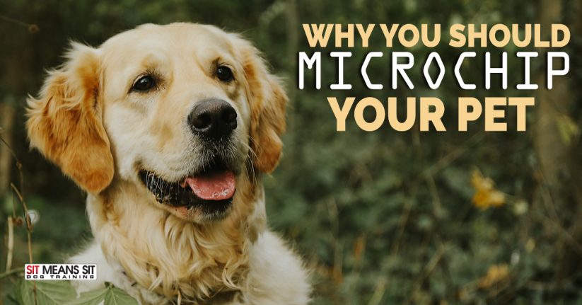 Golden retriever smiling outdoors with the text "Why You Should Microchip Your Pet."