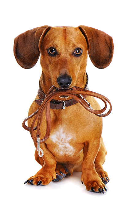About Sit Means Sit Dog Training