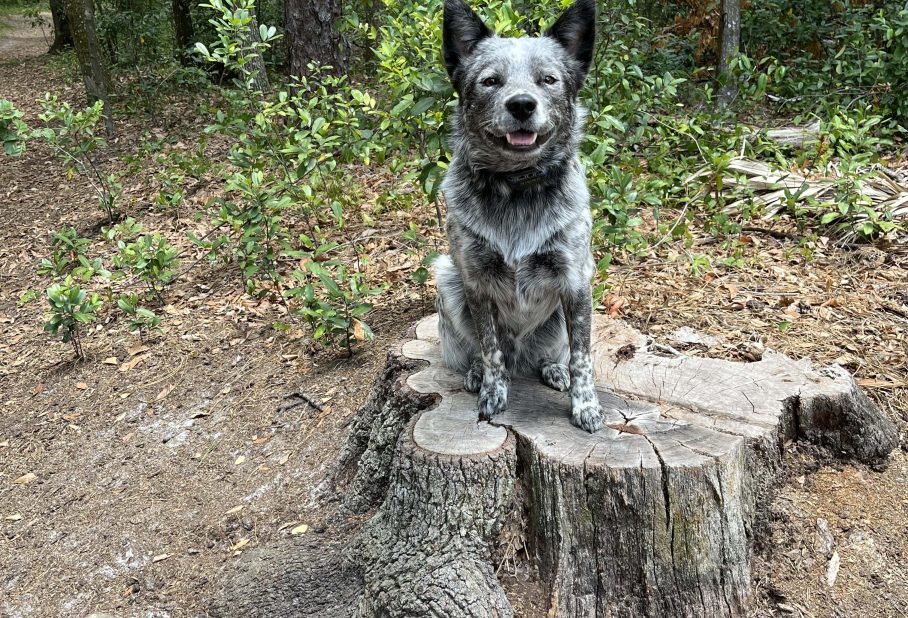A blue heeler dog sitting proudly on a tree stump surrounded by a wooded area.