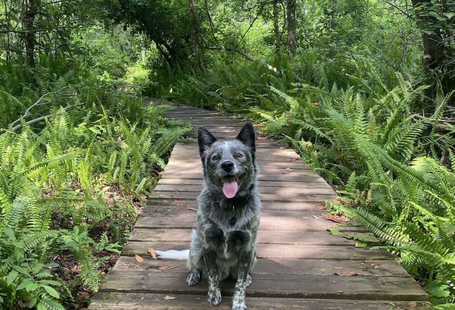 A dog sits on a wooden path surrounded by lush green foliage in a forest.
