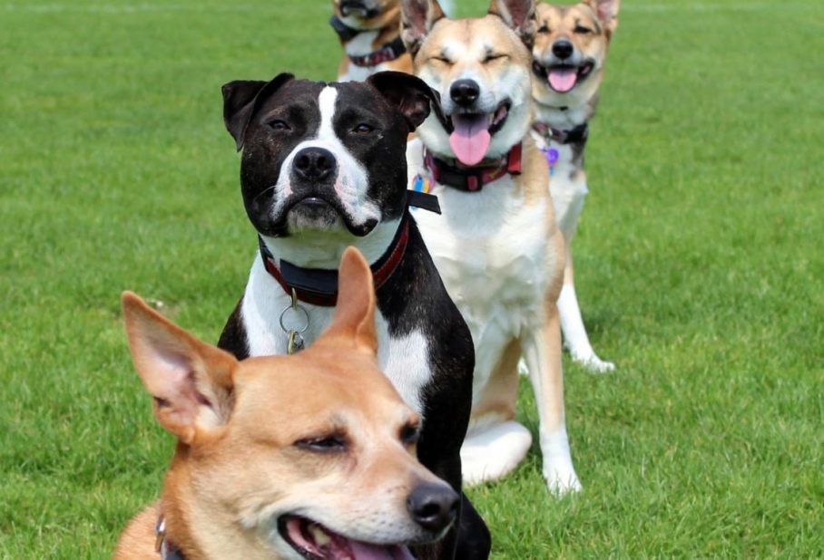 A line of five dogs sitting on green grass, all smiling and looking towards the camera.