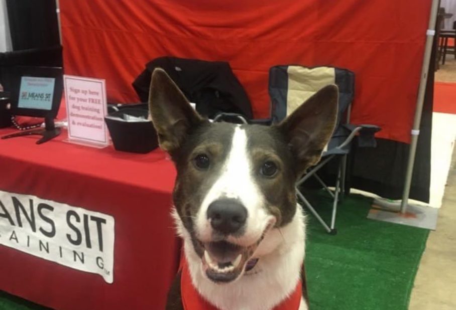 A happy dog wearing a red vest sits in front of a dog training booth with a red backdrop.