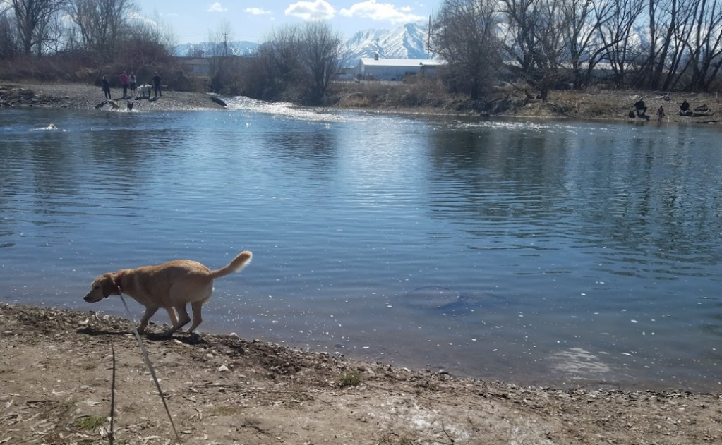 Top 5 Dog Parks near Logan - A dog walks along the shore of a clear, reflective river, surrounded by trees and mountains in the background
