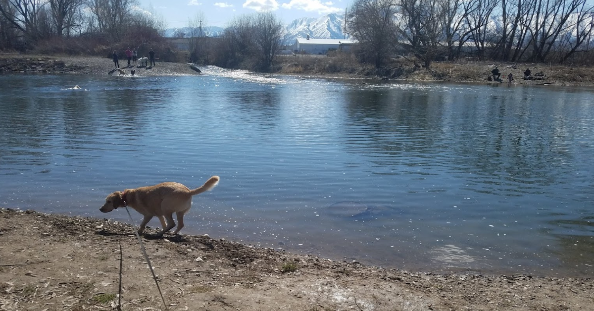 Top 5 Dog Parks near Logan - A dog walks along the shore of a clear, reflective river, surrounded by trees and mountains in the background