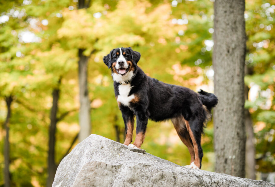 Top 10 Dog Breeds for Mountain Life - A dog stands proudly on a rock surrounded by autumn trees Dog Training in Northern Utah