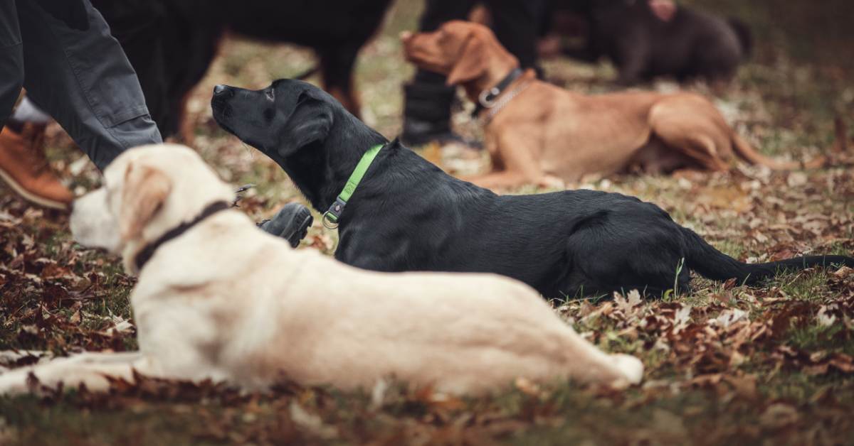 SMS Home Sit Means Sit of Northwest Arkansas