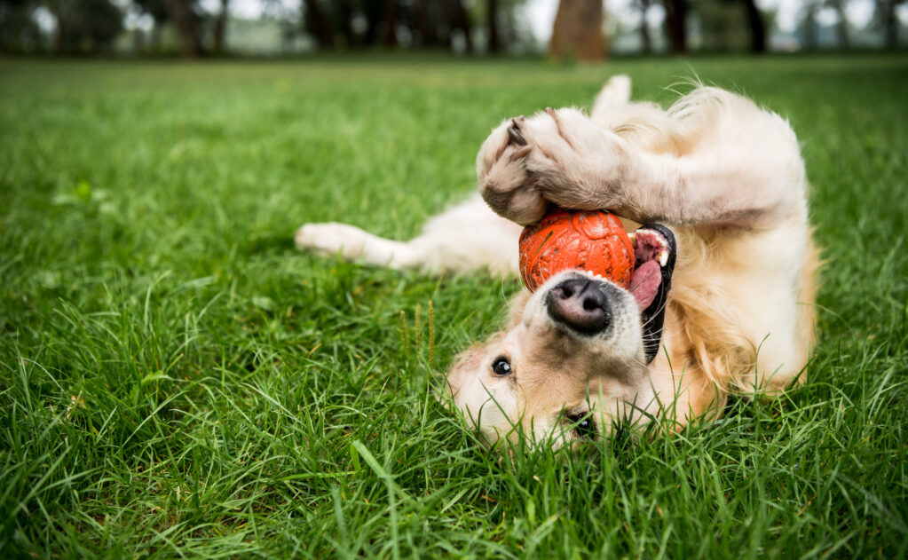 image of a happy golden retriever playing with an orange ball
