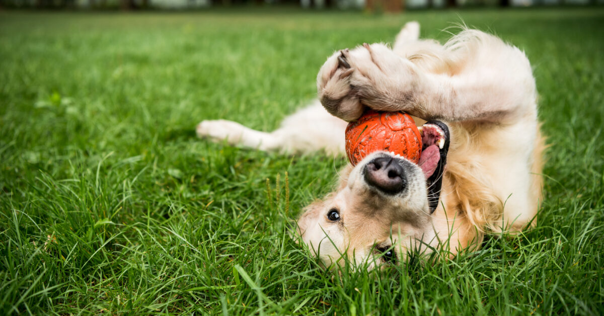 image of a happy golden retriever playing with an orange ball