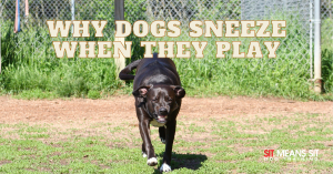 Why Dogs Sneeze When They Play