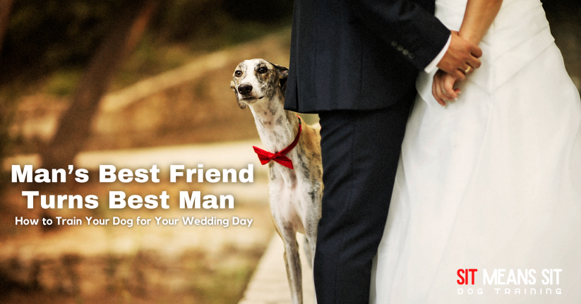 Training Your Dog For Your Wedding Day