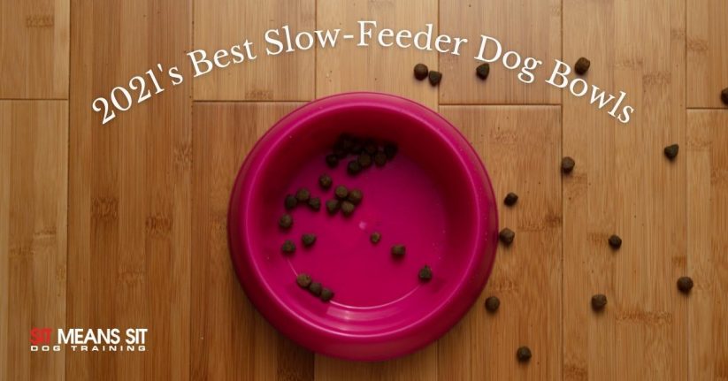2021 Best Slow Feeder Dog Bowls