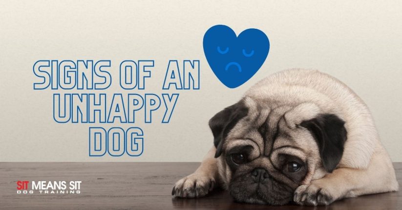 Signs Your Dog Isn't Happy