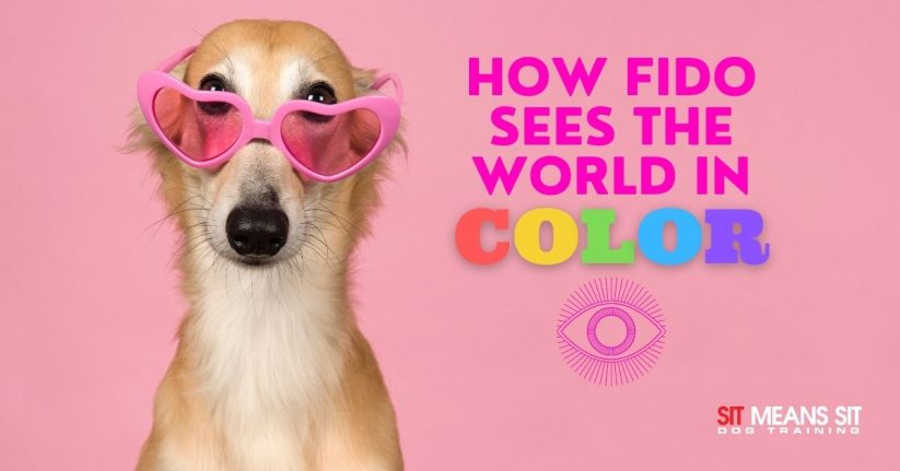How Fido Sees the World in Color