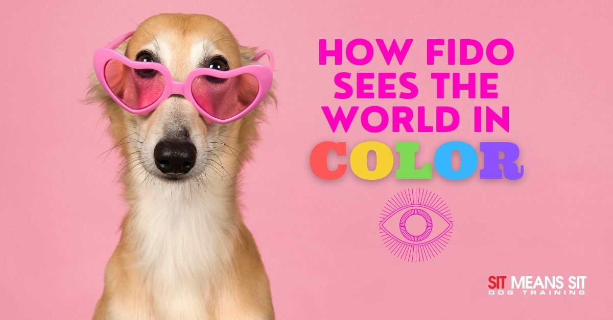 How Fido Sees the World in Color