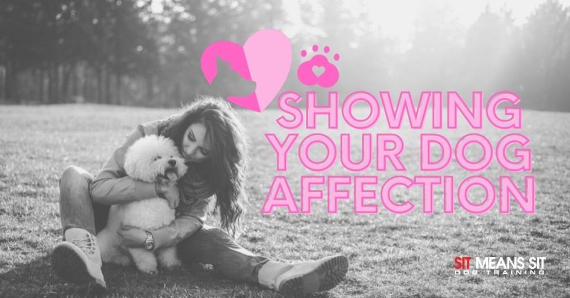 Tips for Showing Your Dog Affection