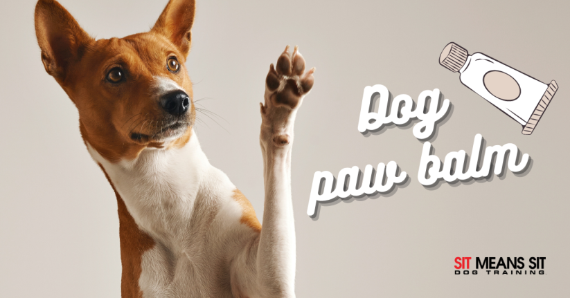 The Best Paw Balm for Dogs