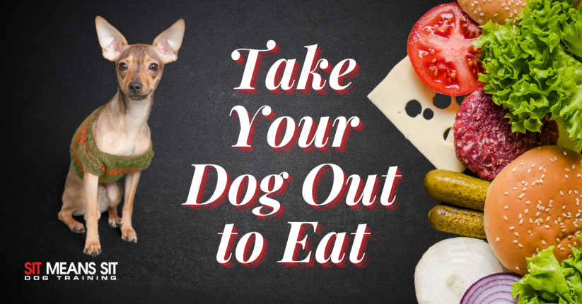 Tips for Taking Your Dog Out to Eat