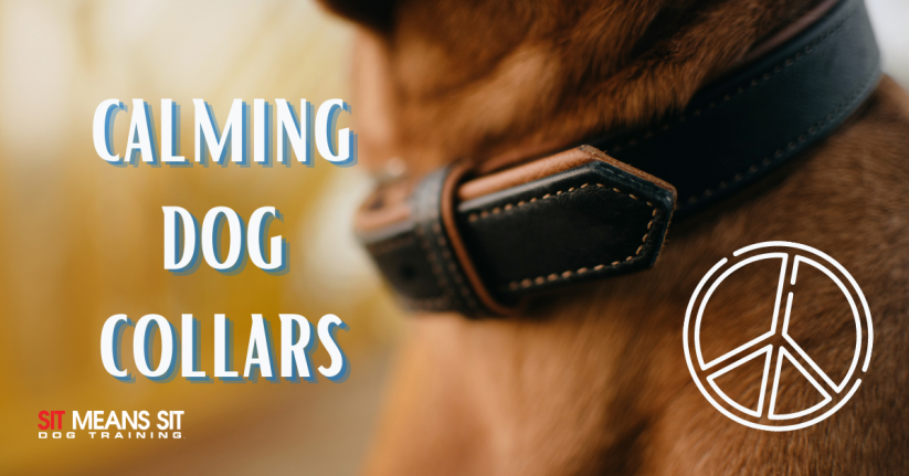 The Best Calming Dog Collars