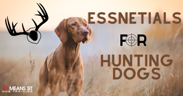 essentials for hunting dogs with a dog standing in the fields