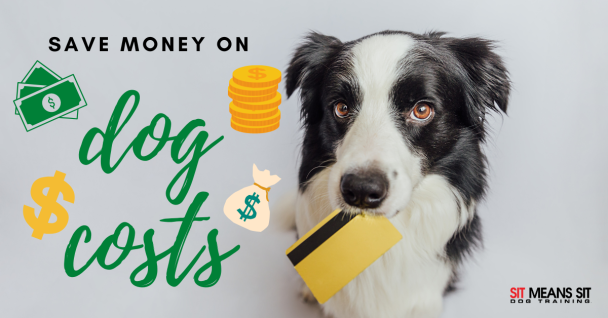 save money on dog costs text with a dog holding a credit card in his mouth