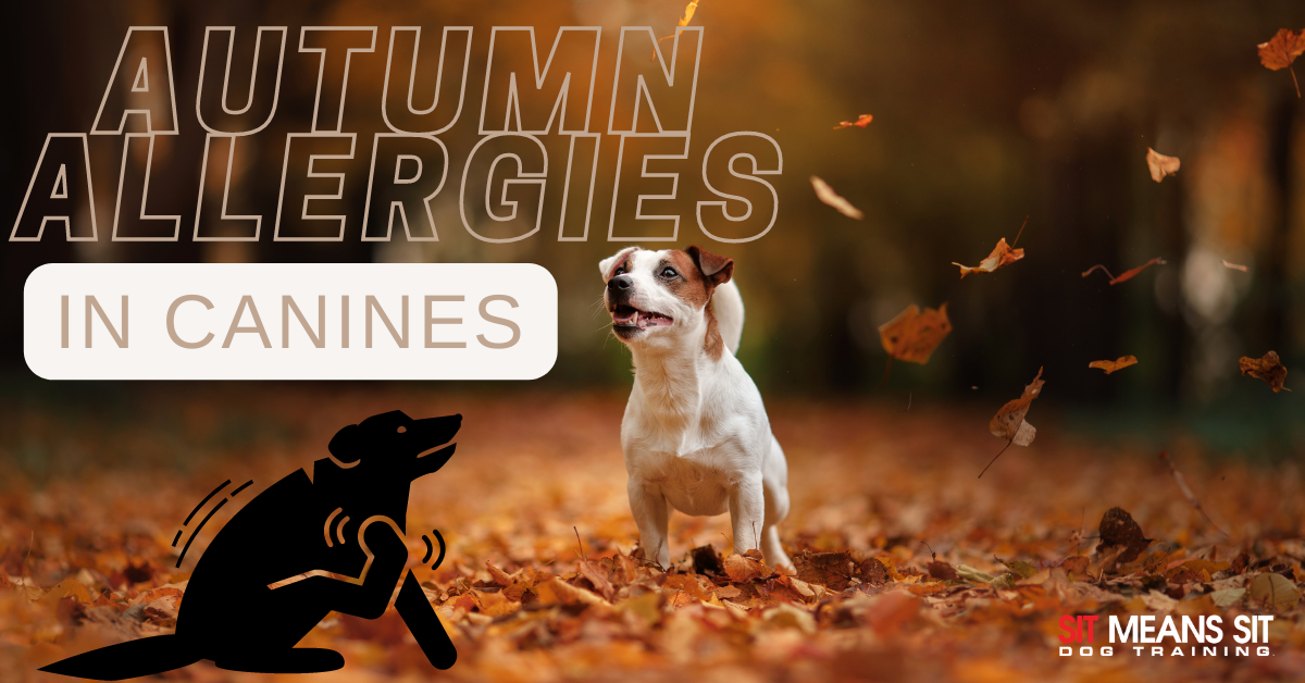 A dog standing on autumn leaves With the text "Autumn allergies"