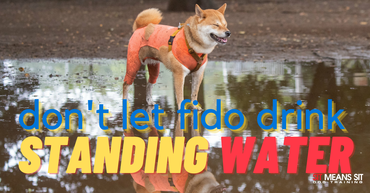A dog standing in water with the test "Don't let fido drink standing water"