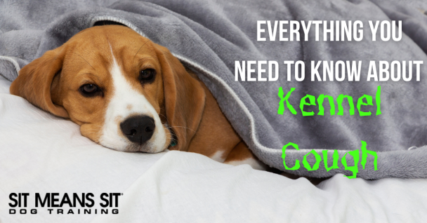 Everything You Need to Know About Kennel Cough