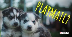 Does My Dog Need a Playmate?
