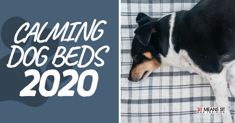 The Best Calming Dog Beds 2020