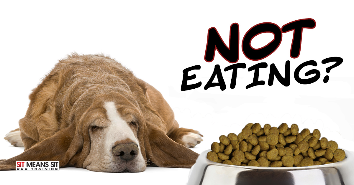 Why Isn’t My Dog Eating? Sit Means Sit Dog Training