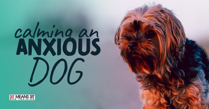 Tips For Calming An Anxious Dog Sit Means Sit Dog Training Orange 