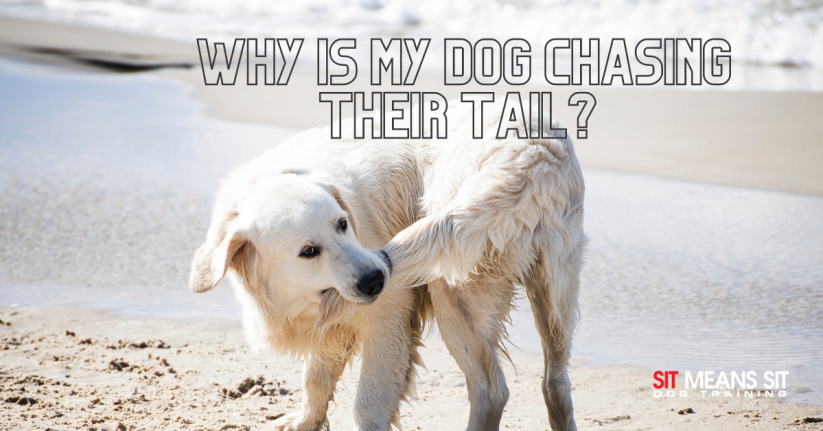 Why is My Dog Chasing Their Tail?