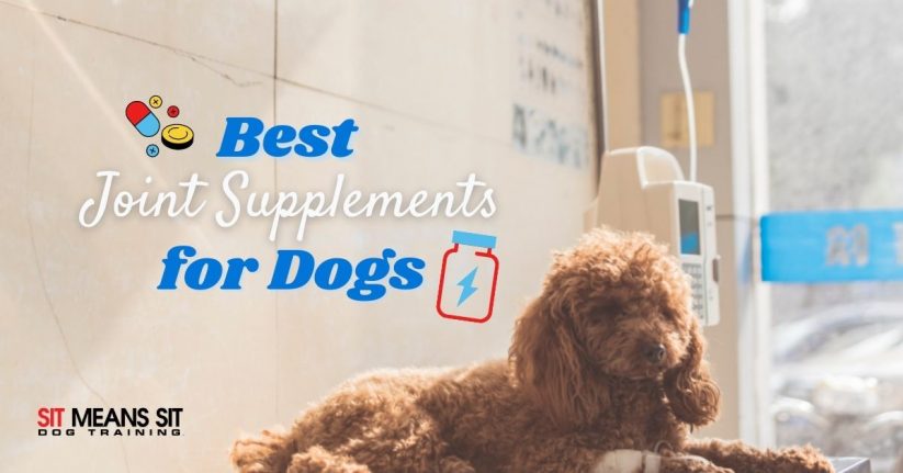 The Best Joint Supplements for Dogs
