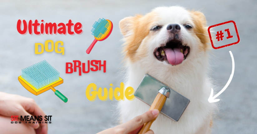 The Ultimate Guide to Choosing a Dog Brush
