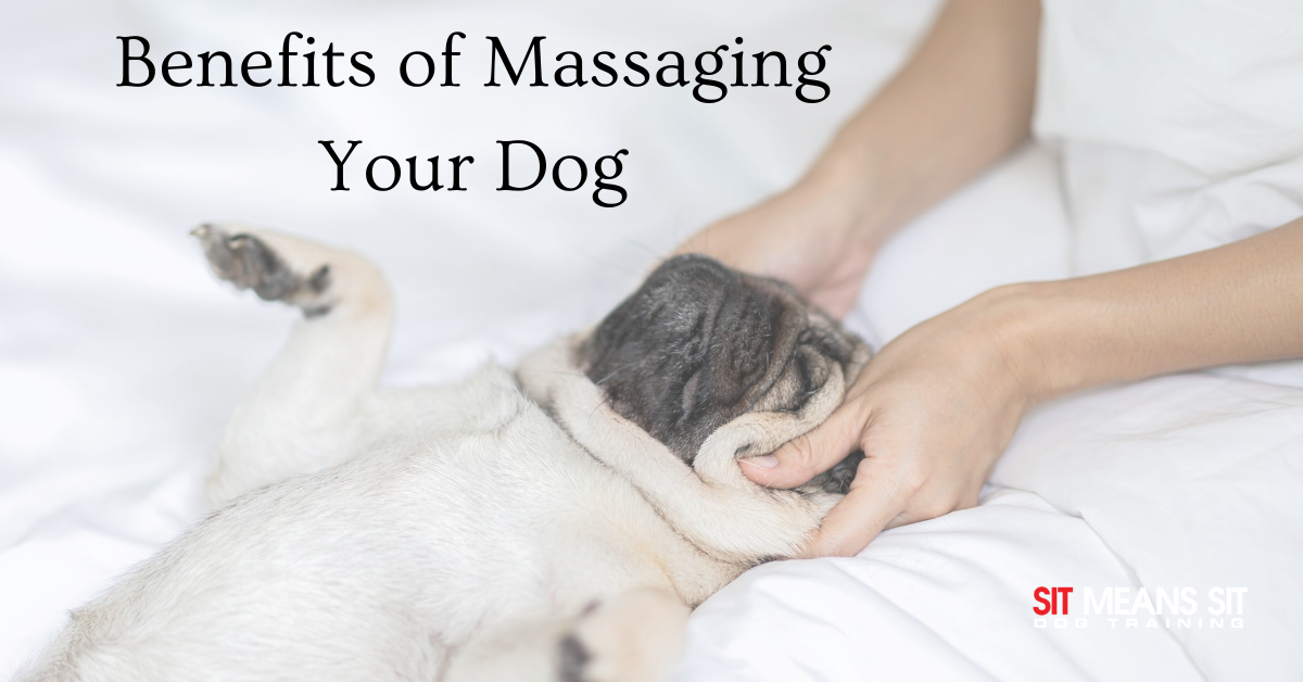 the benefits of massaging your dog with a dog being massaged poster
