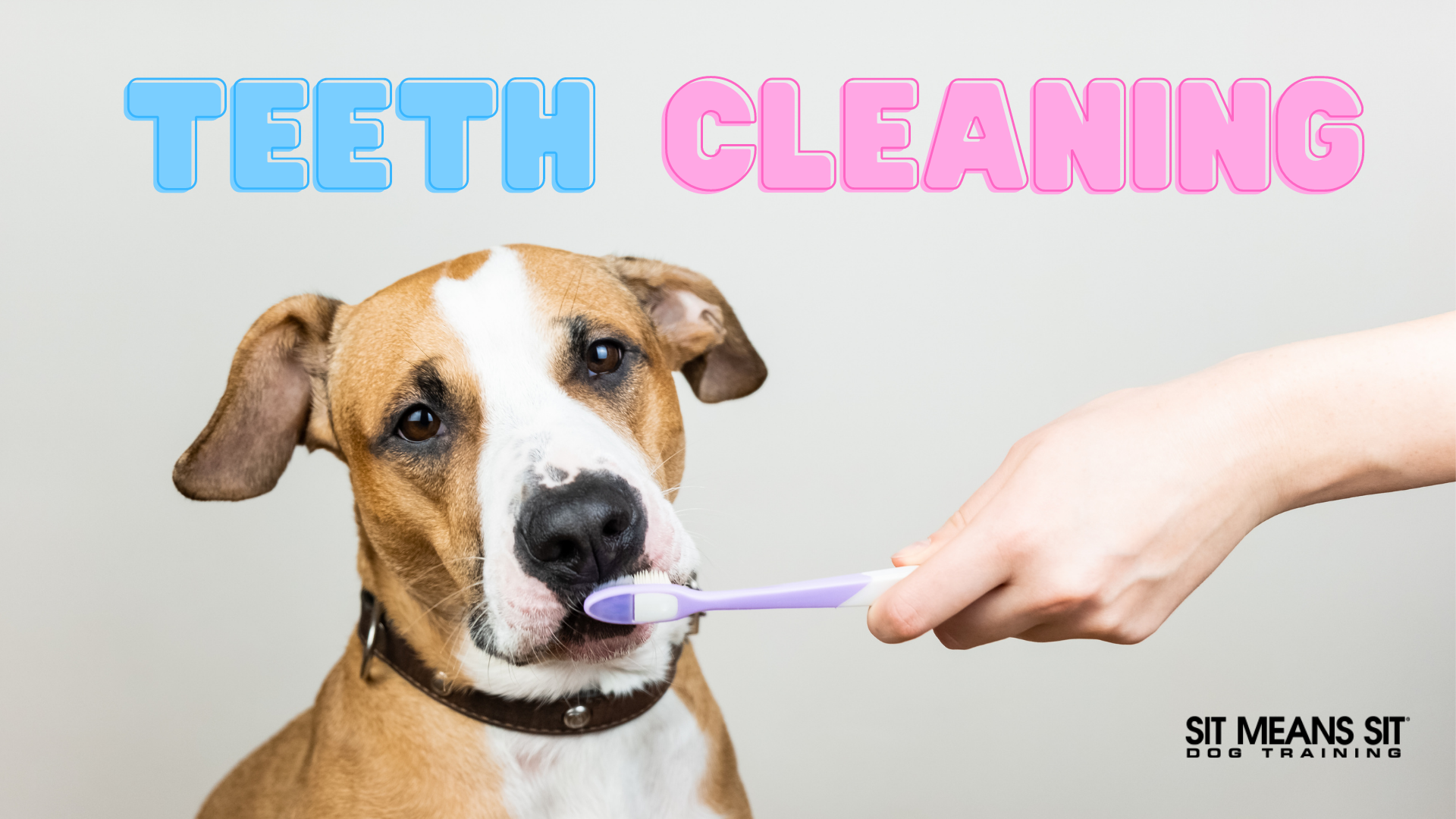 teeth cleaning of a dog poster with a dog's teeth being brushed